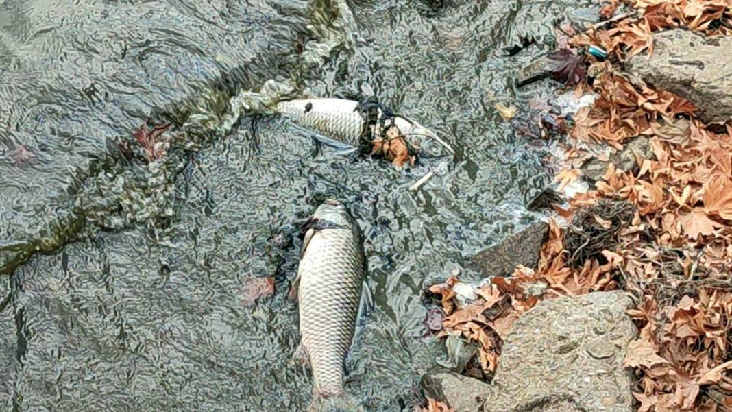 O kentte korkunç manzara: Maske ve eldivenle kamyonete yüklediler! Mahalleli endişeli: Daha önce böyle bir şey yaşamadık 13